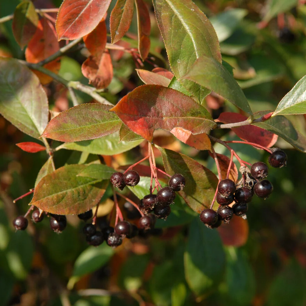 Aronia prunifolia Nero - Image 2