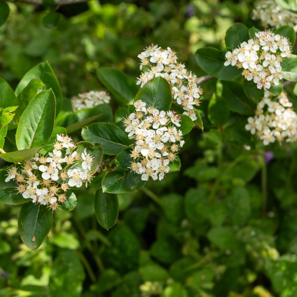 Aronia prunifolia Nero - Image 3