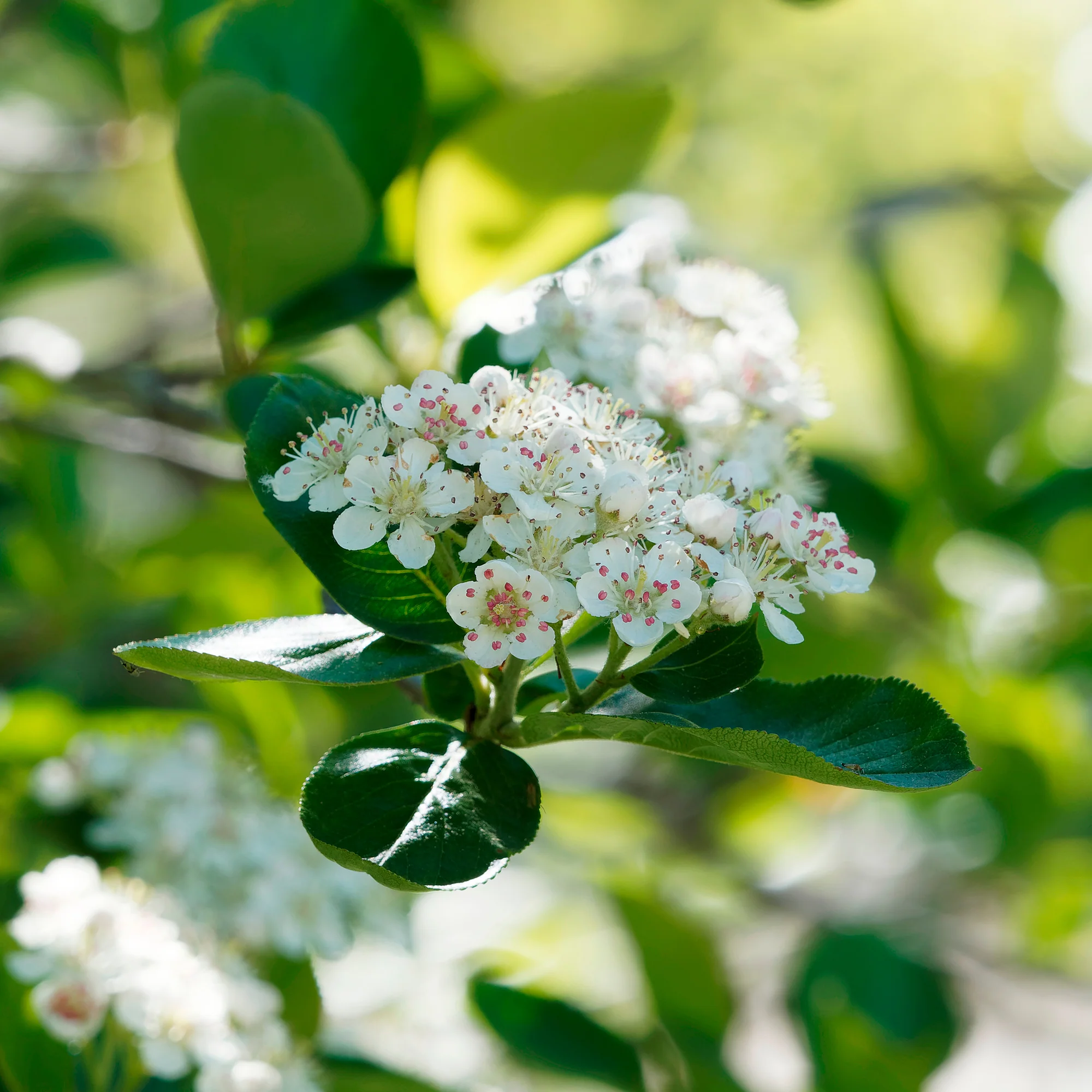 Aronia viking - Image 4