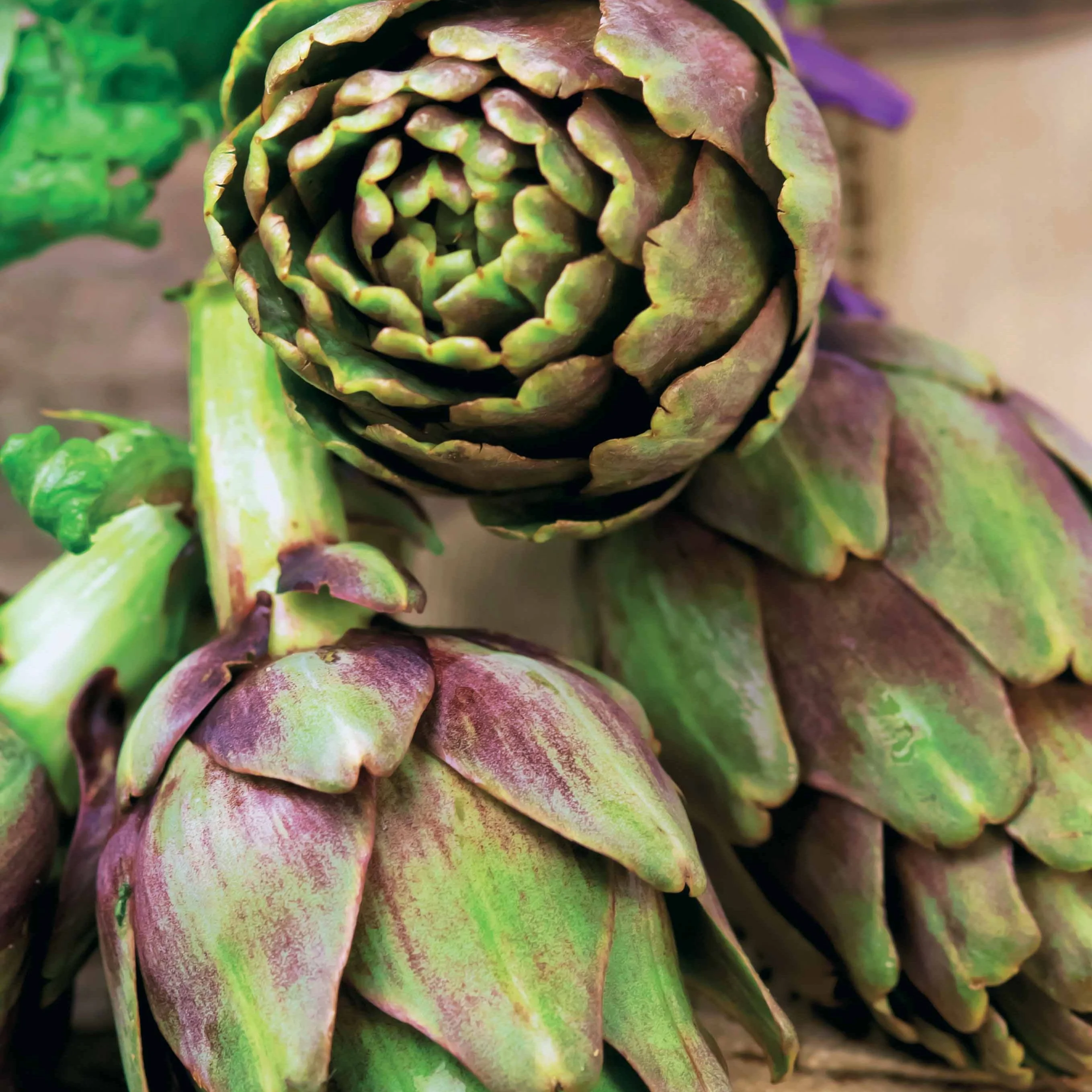 Artichaut Violet de Provence - Image 3