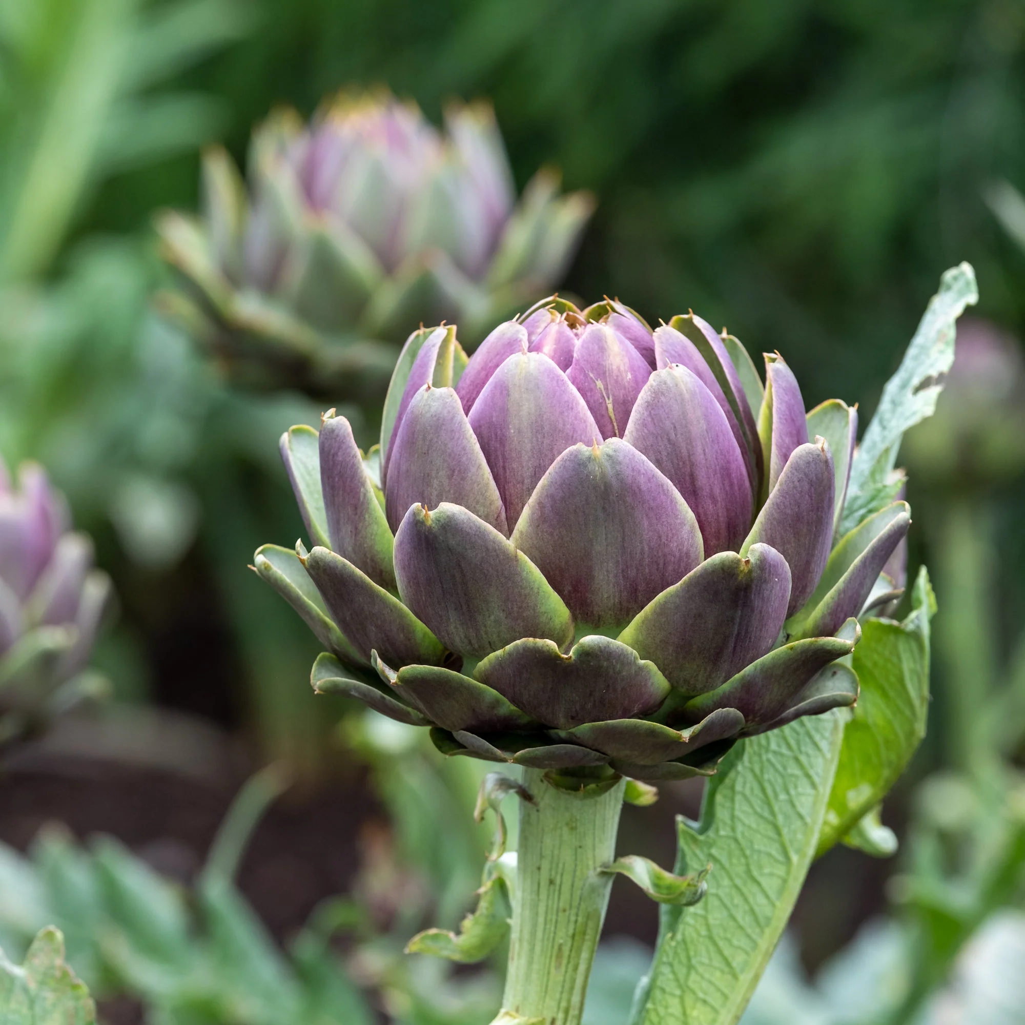 Artichaut Violet de Provence - Image 4