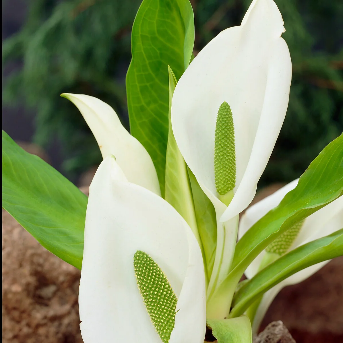 Arum bananier blanc