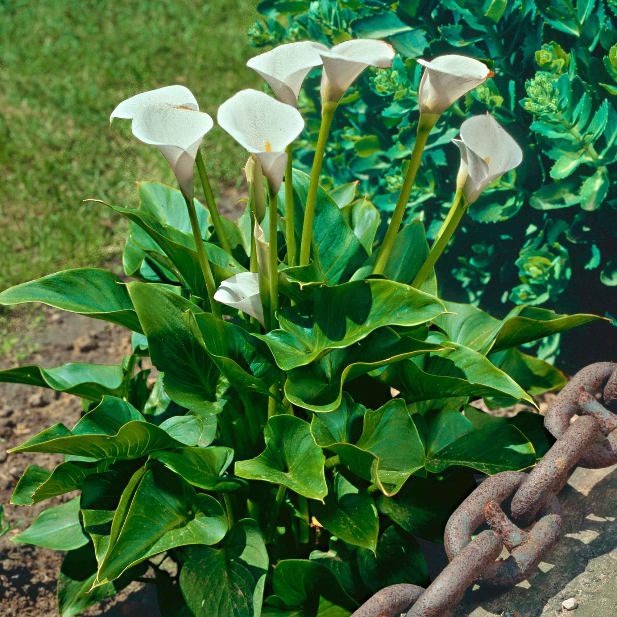 Arum blanc - Calla