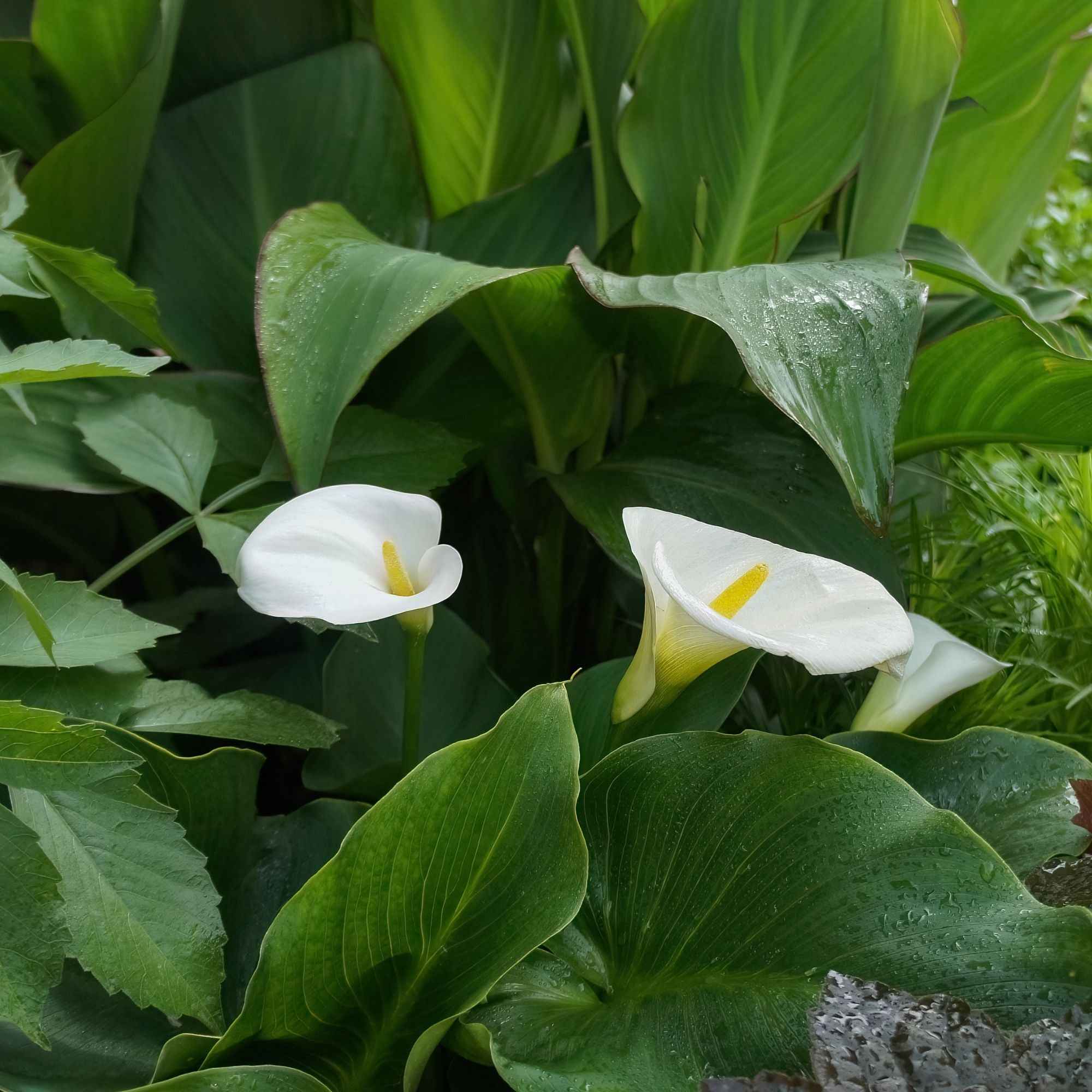 2 Arums blanc d'Ethiopie - Image 3