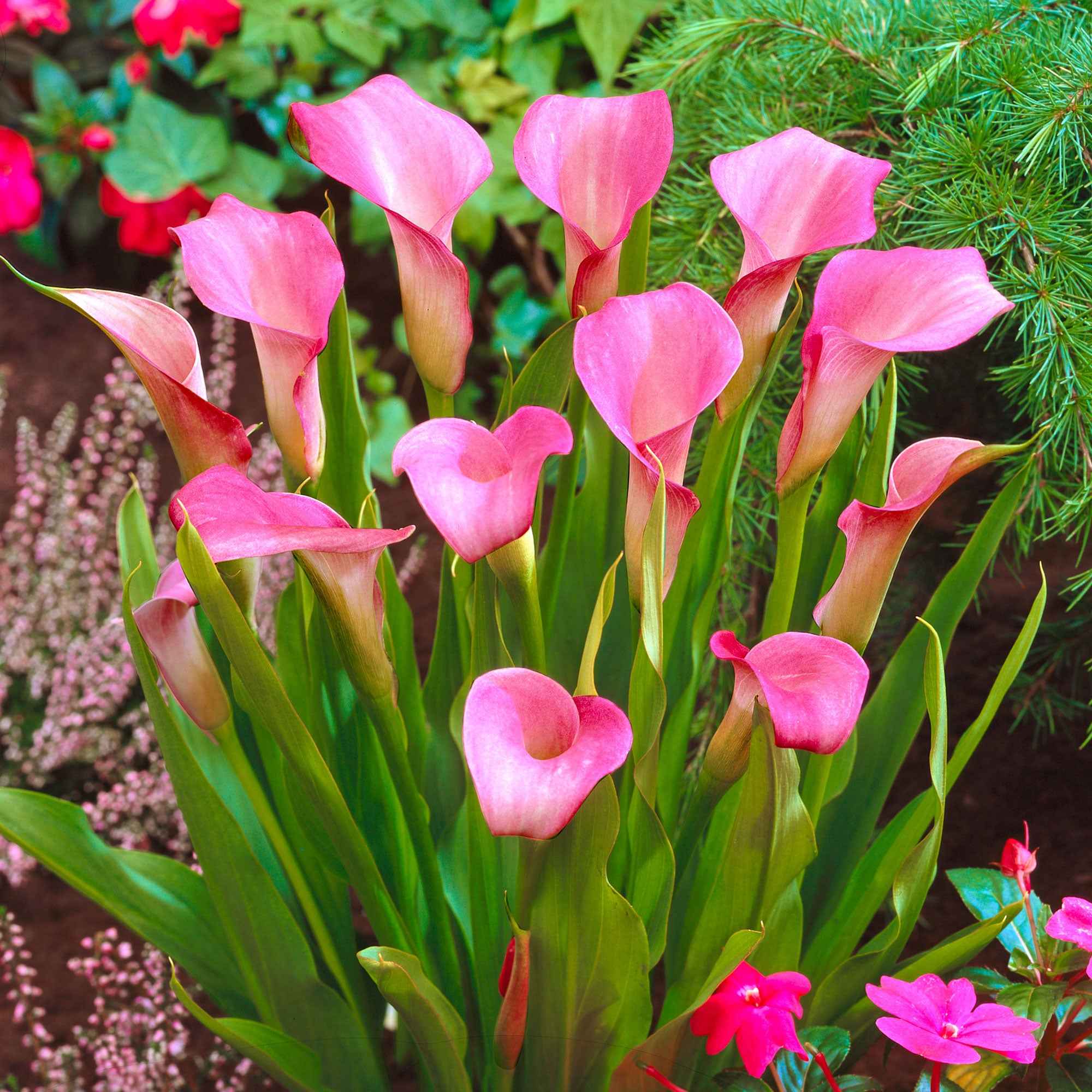 2 Arums rose - Image 2