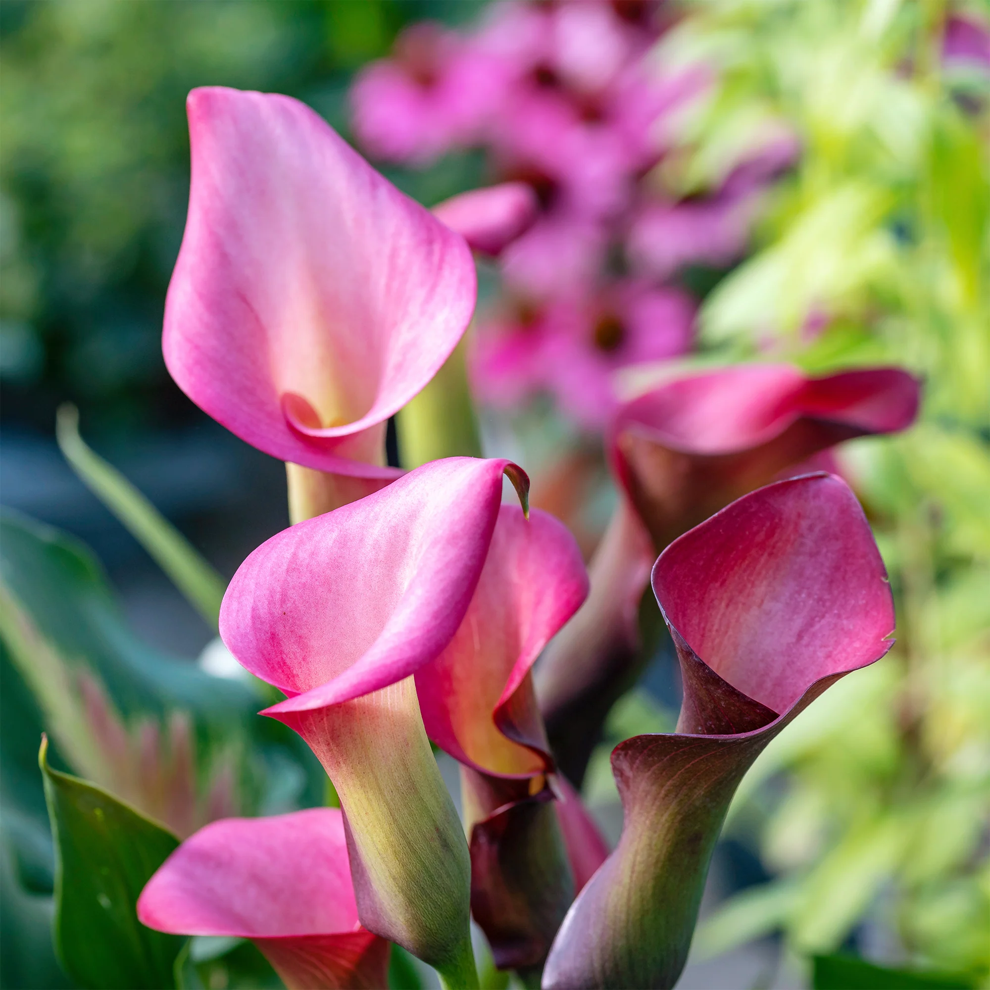 2 Arums rose - Image 3