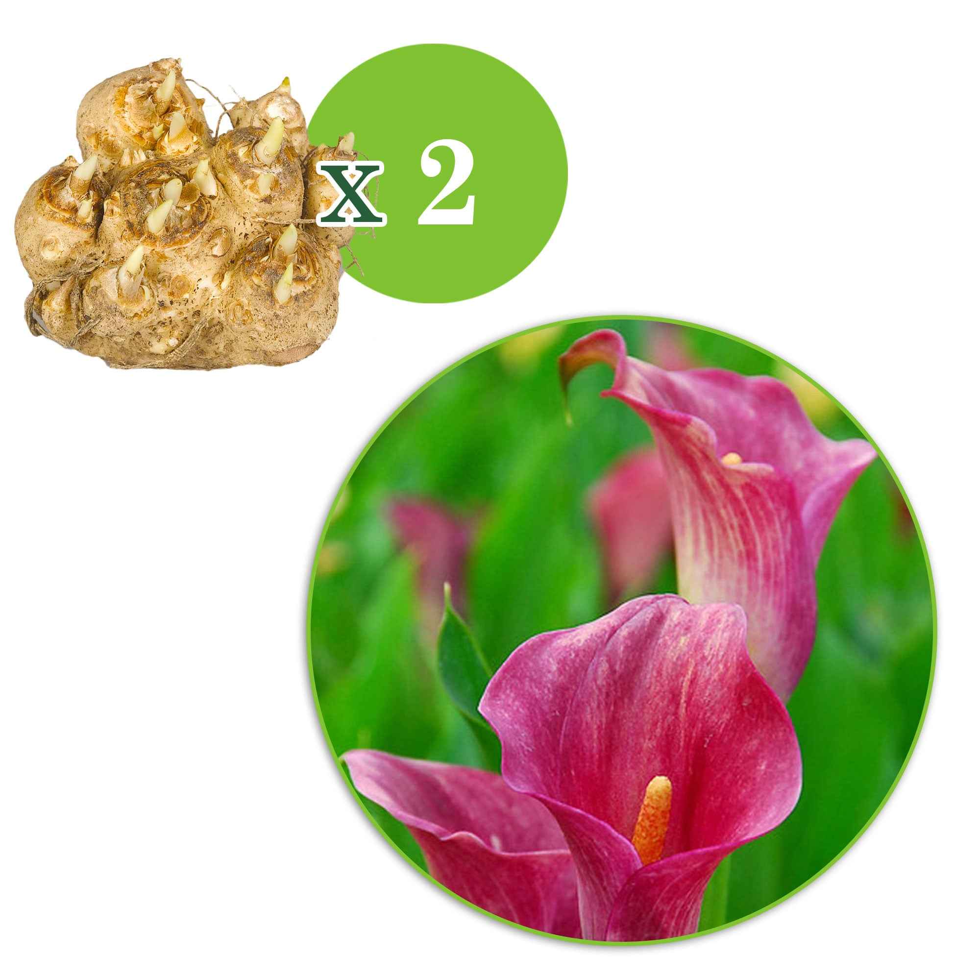 2 Arums rose - Image 4