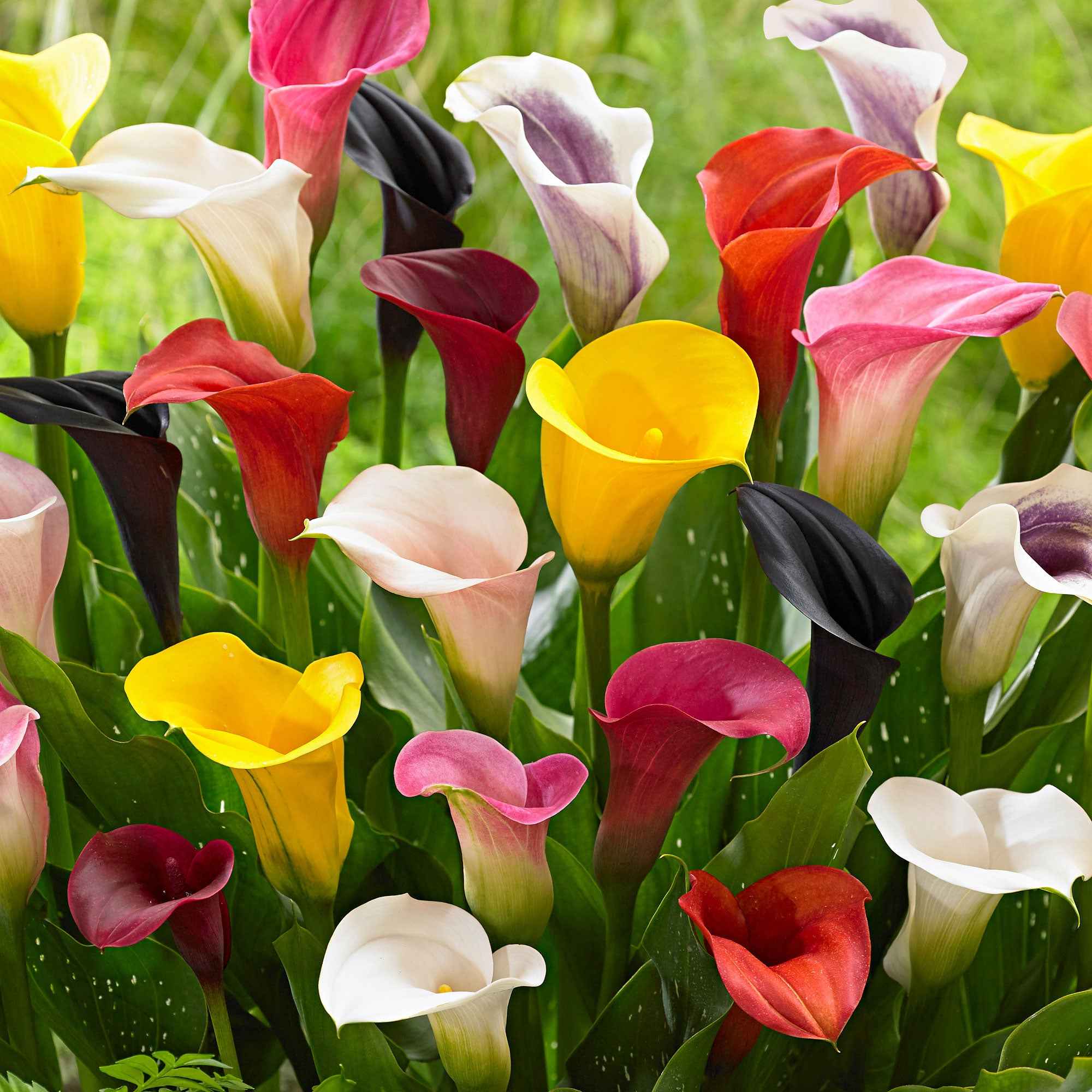 3 Arums en mélange : jaune, rouge, rose - Image 3