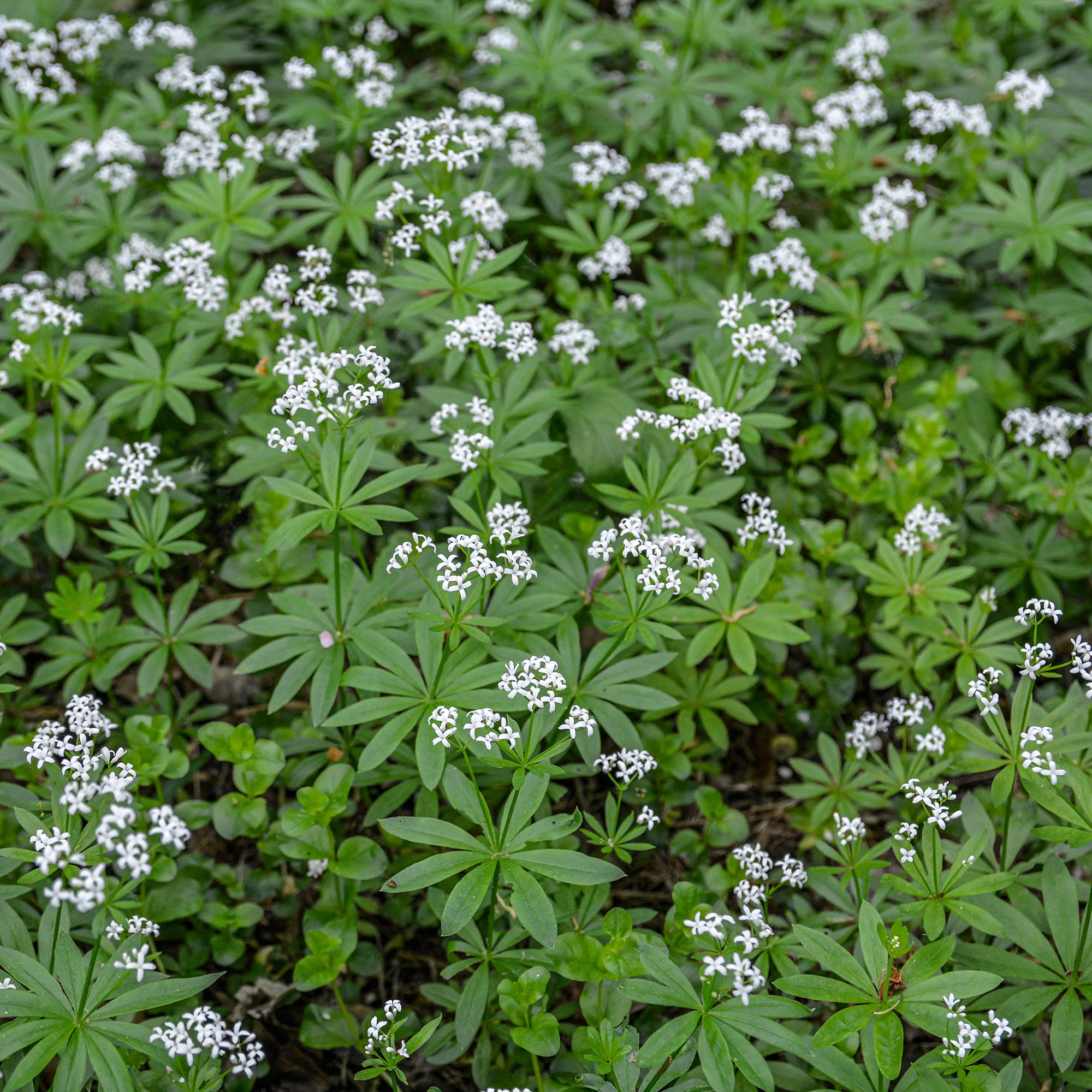 Aspérule odorante - Petit Muguet