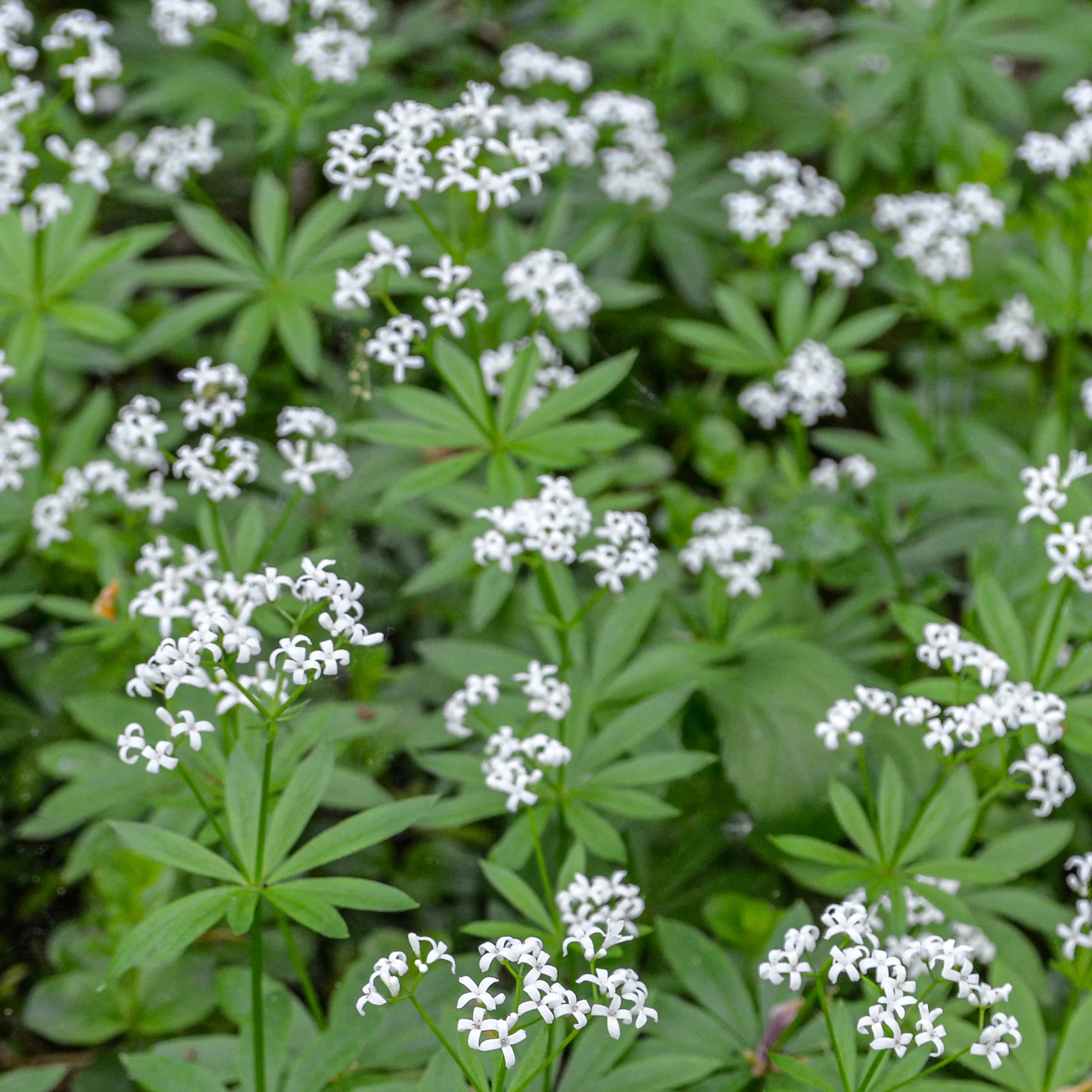 Aspérule odorante - Petit Muguet - Image 2