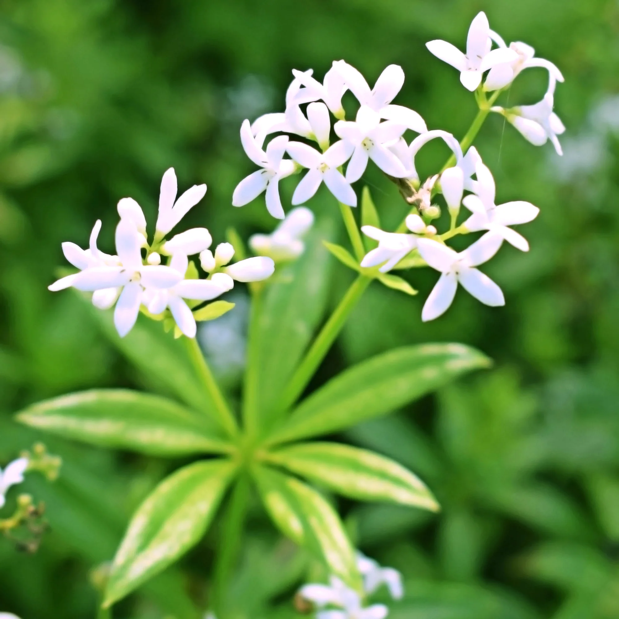 Aspérule odorante - Petit Muguet - Image 3