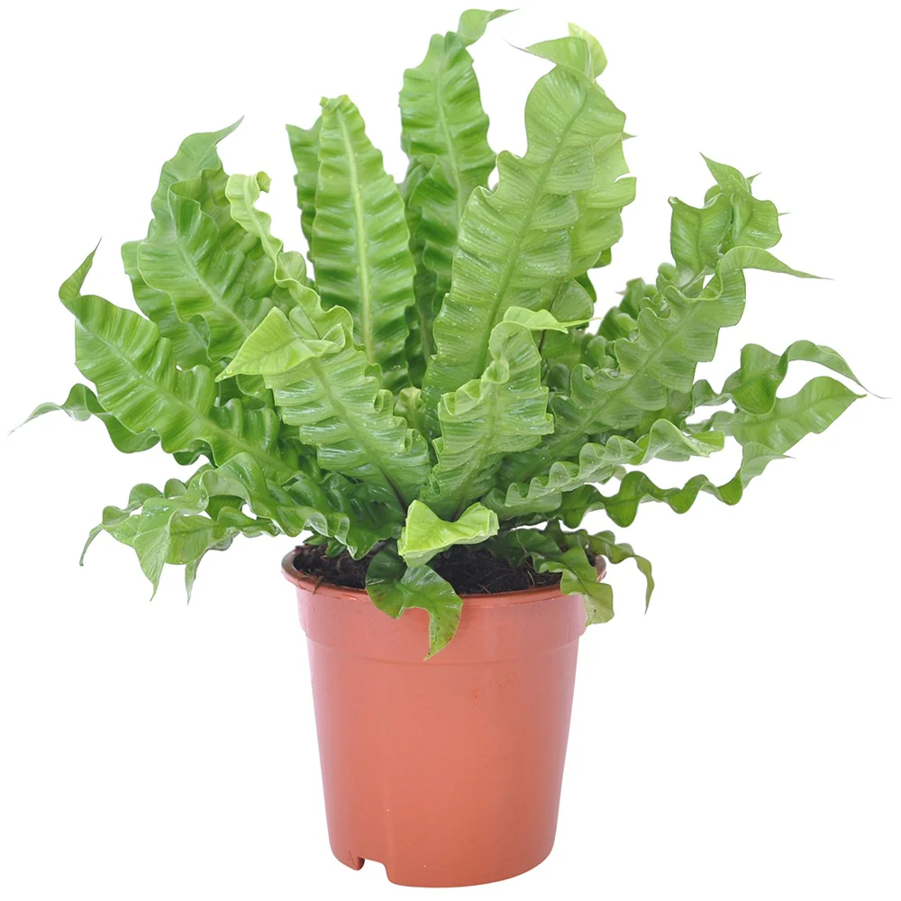 Asplénie nid-d'oiseau Asplenium 'Crispy Wave' - Image 3