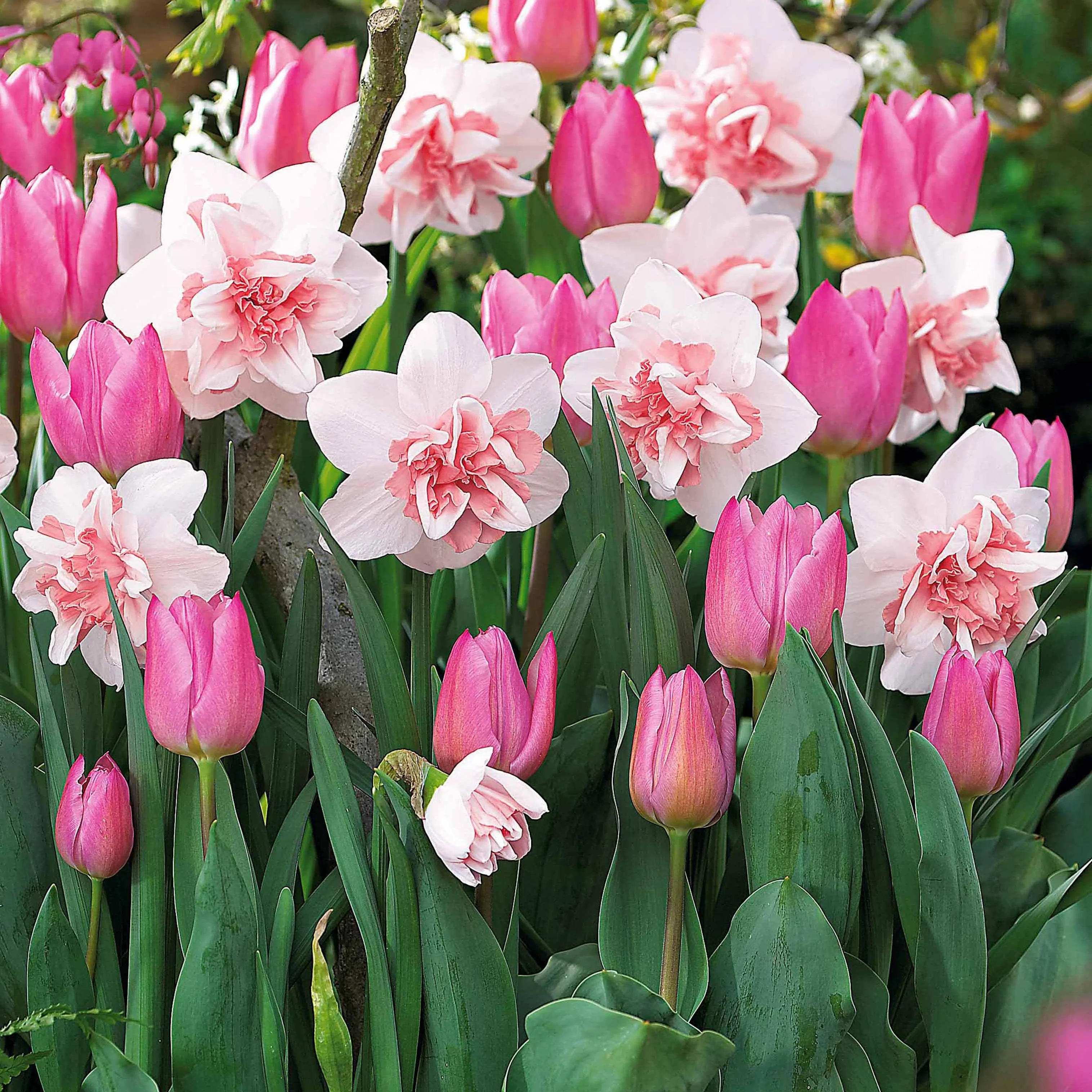 Collection de 15 Narcisses Replete et Tulipes 'Candy Prince'
