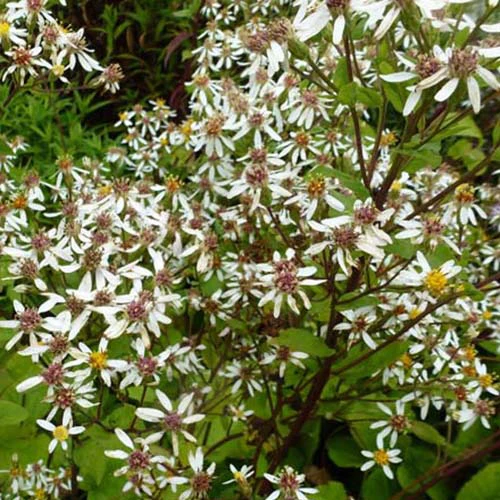 Aster à grandes feuilles Albus