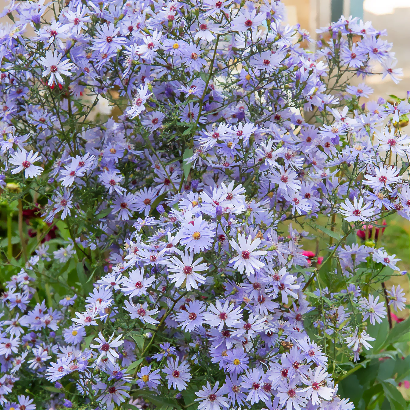 Aster d'automne Little Carlow