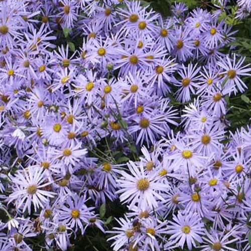 Aster  de Frikart Mönch