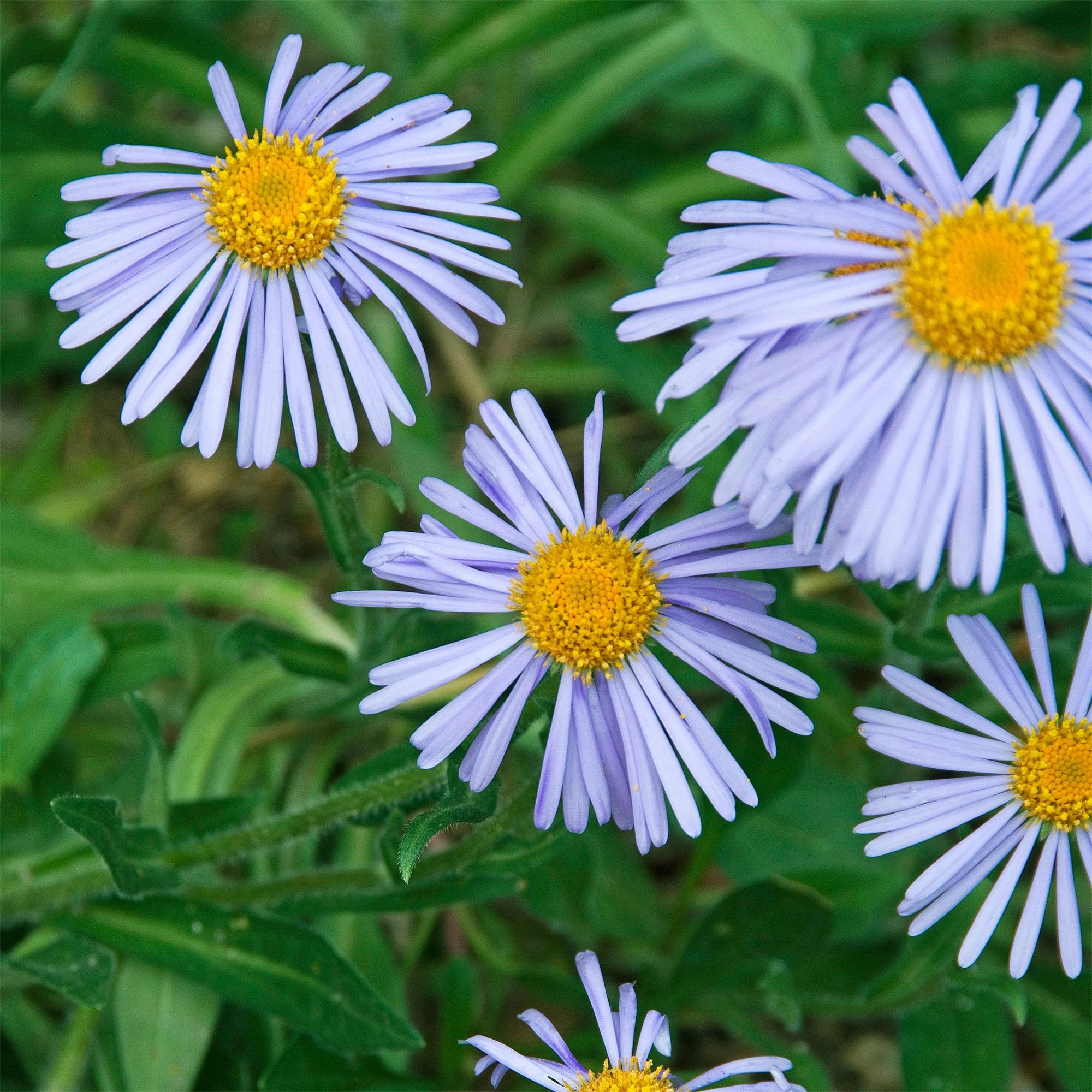 Aster de printemps Wartburgstern