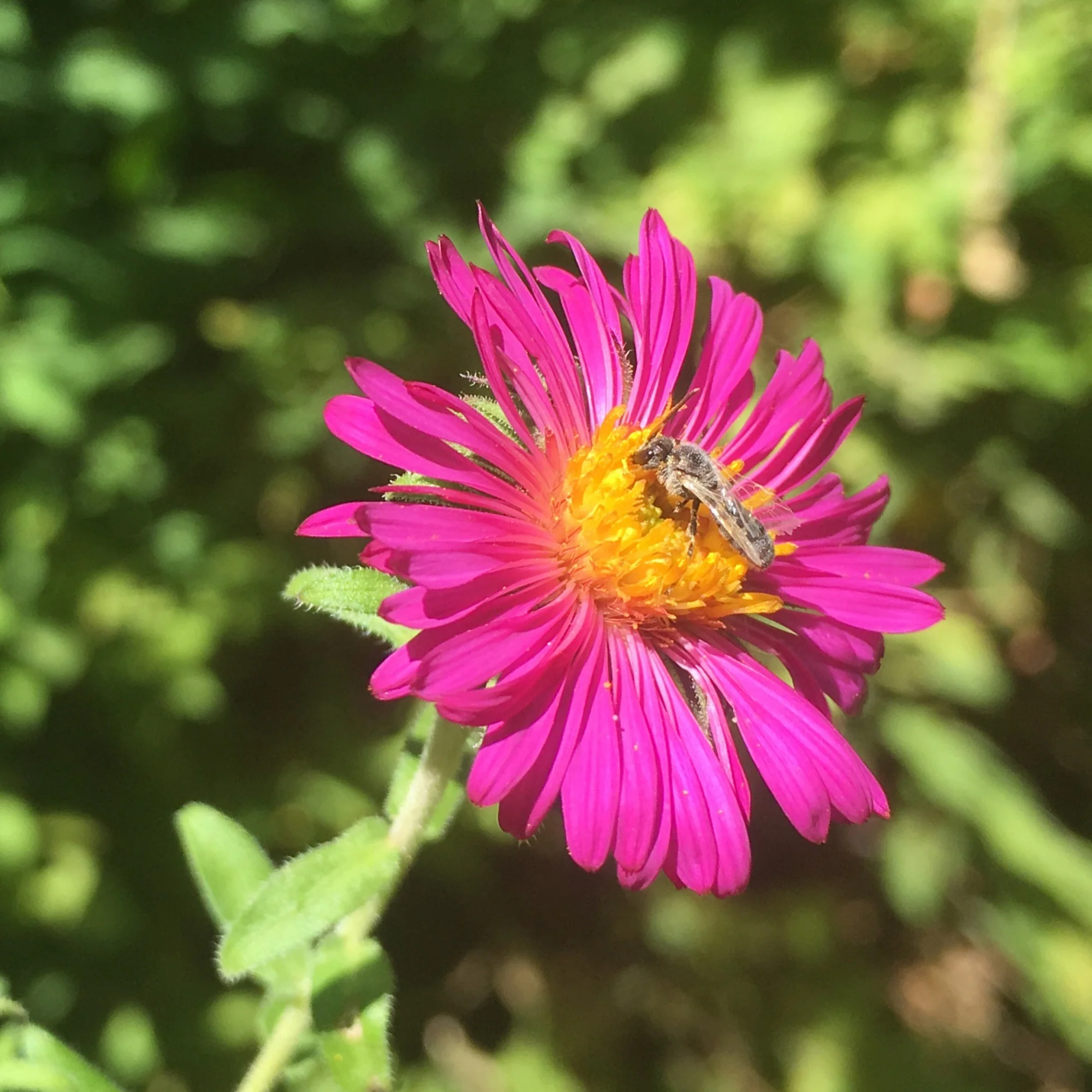 Aster de Nouvelle-Angleterre Septemberrubin