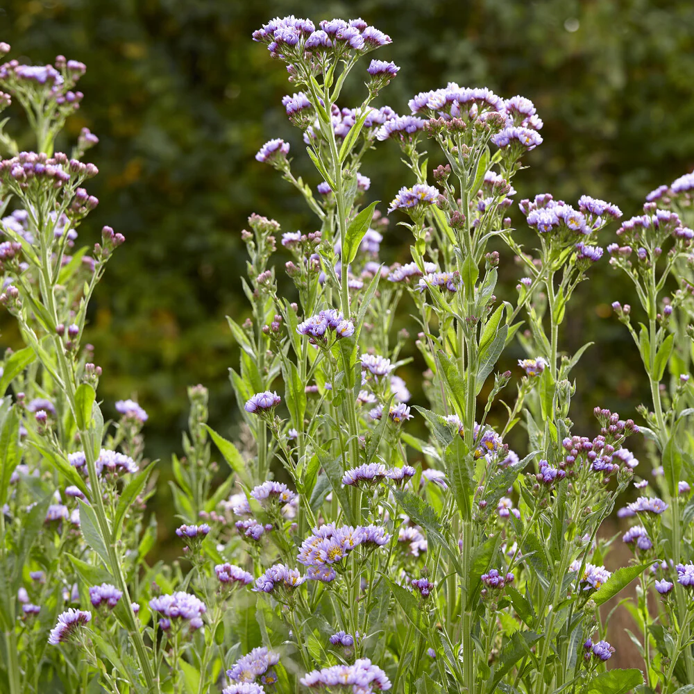 Aster de Tartarie Jindai
