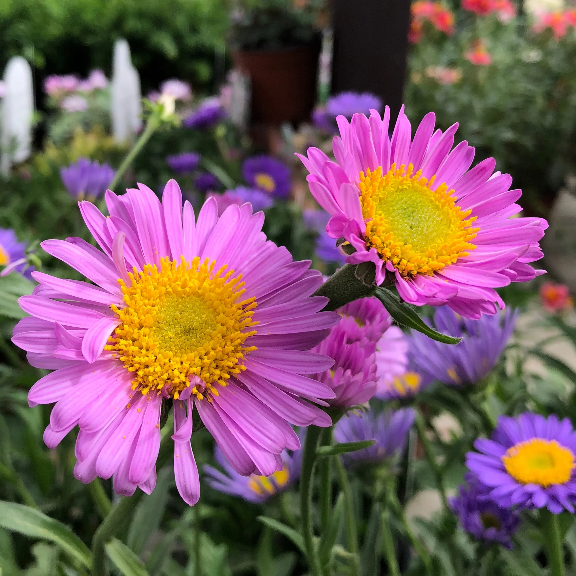 Aster  des Alpes Happy End