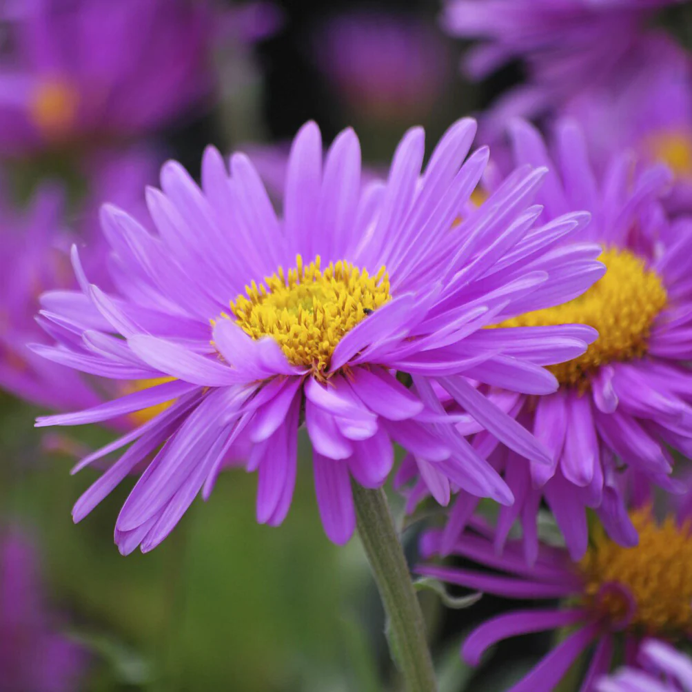 Aster  des Alpes Happy End - Image 2
