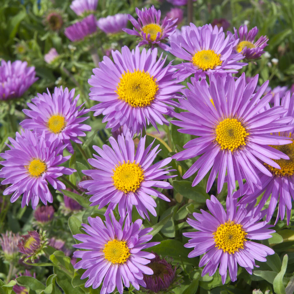 Aster  des Alpes Happy End - Image 3