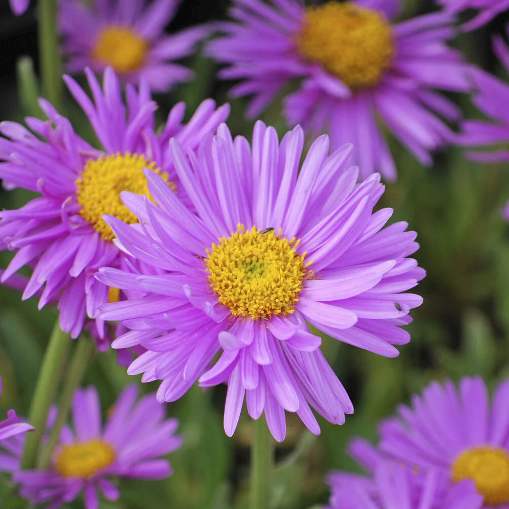 Aster  des Alpes Happy End - Image 4