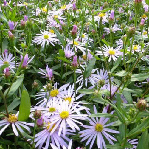 Aster des Pyrénées Lutetia