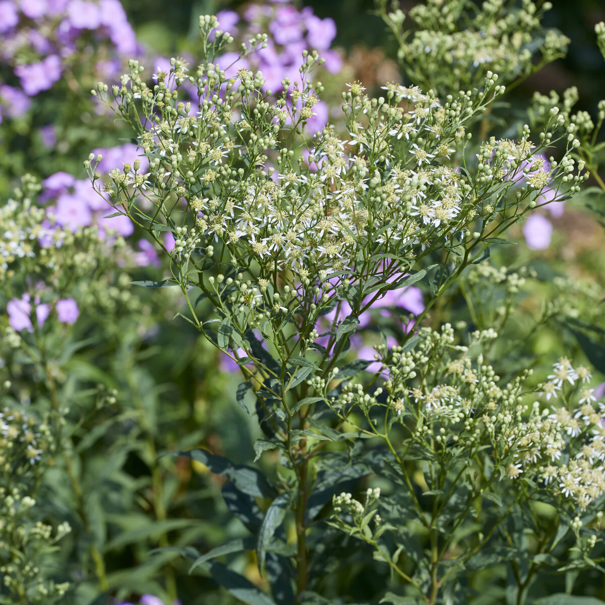 Aster en ombelles Weisser Schirm