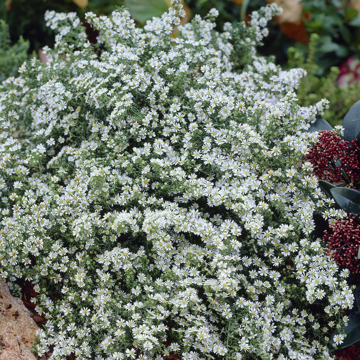 Aster  éricoïde Snowflurry