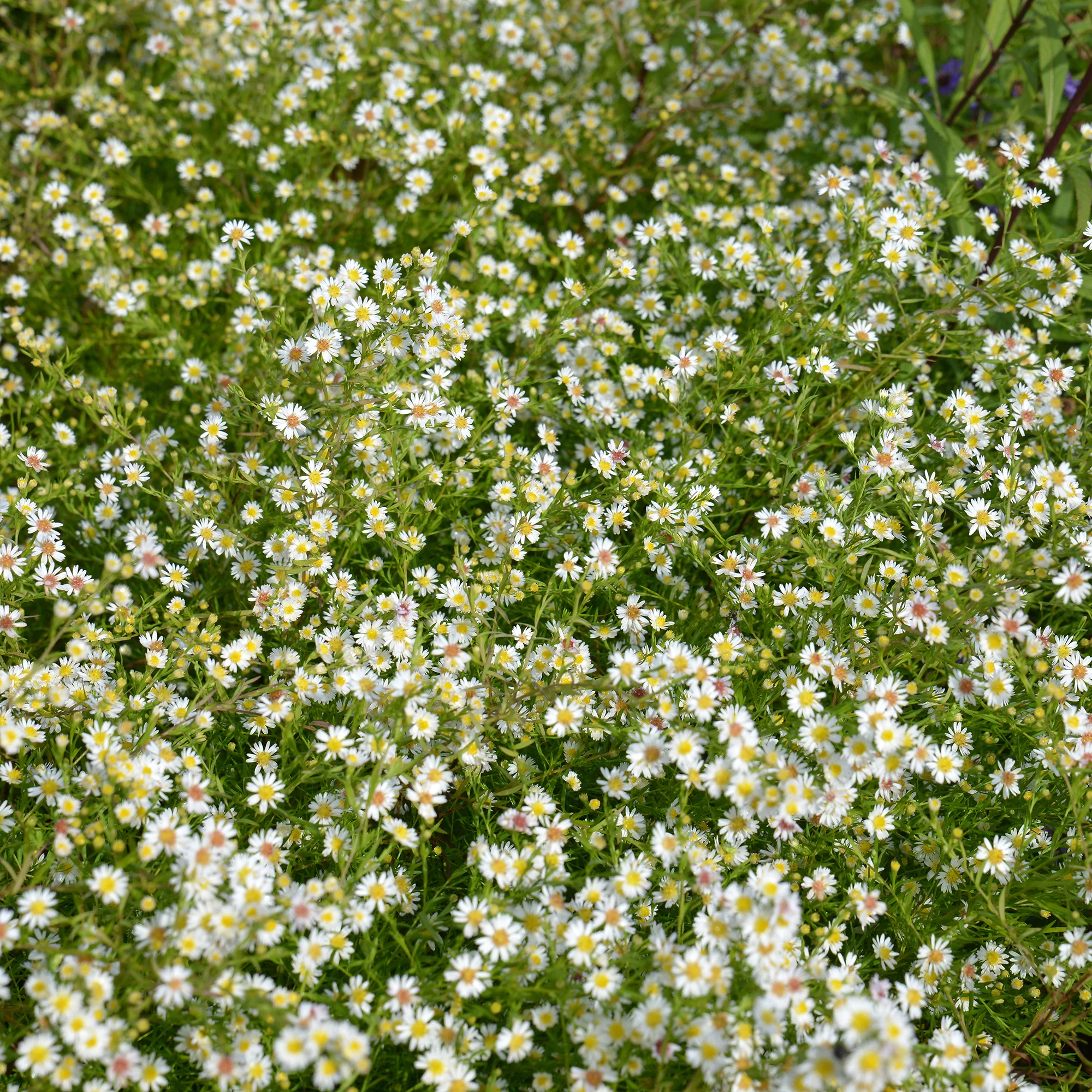 Aster  éricoïde Snowflurry - Image 2