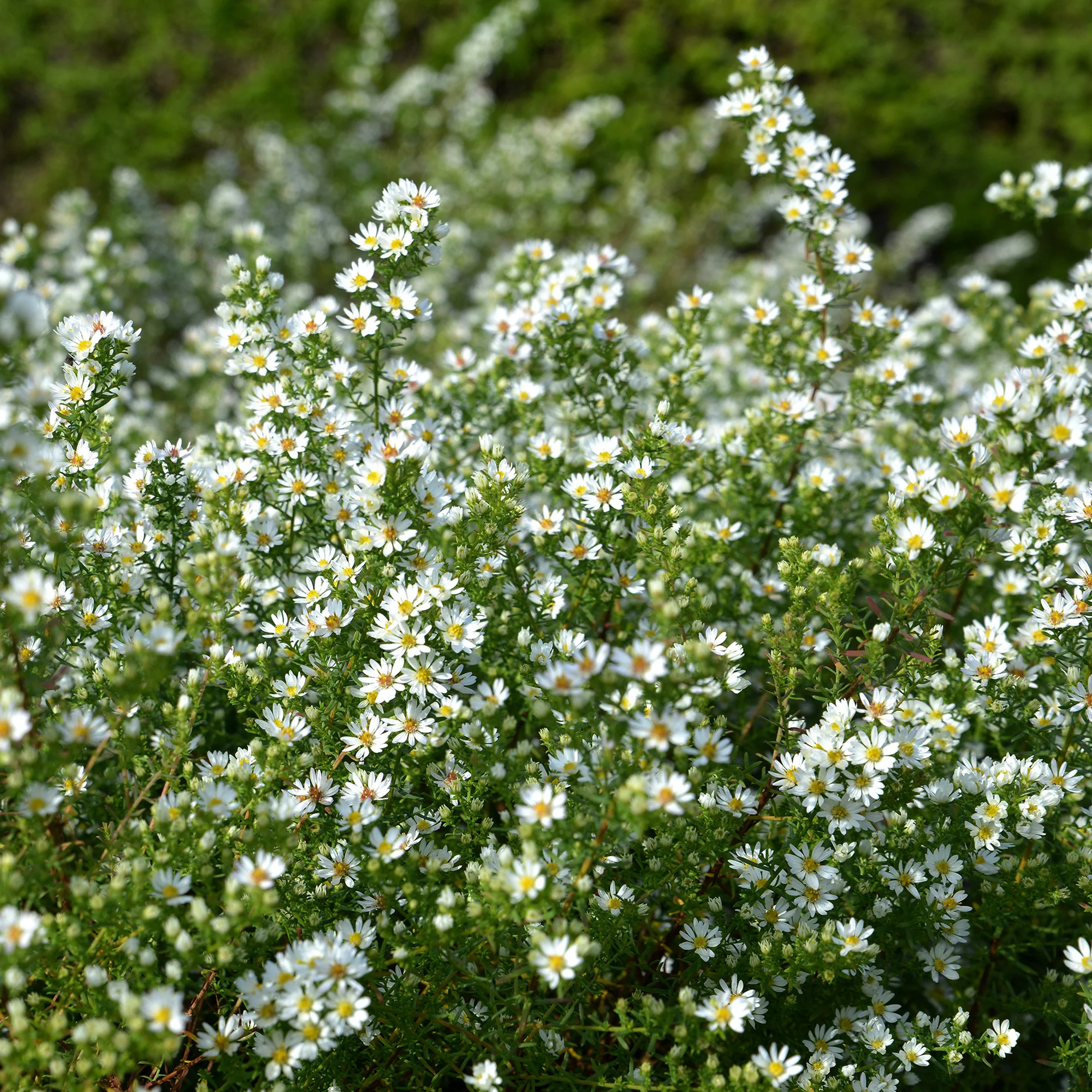 Aster  éricoïde Snowflurry - Image 3