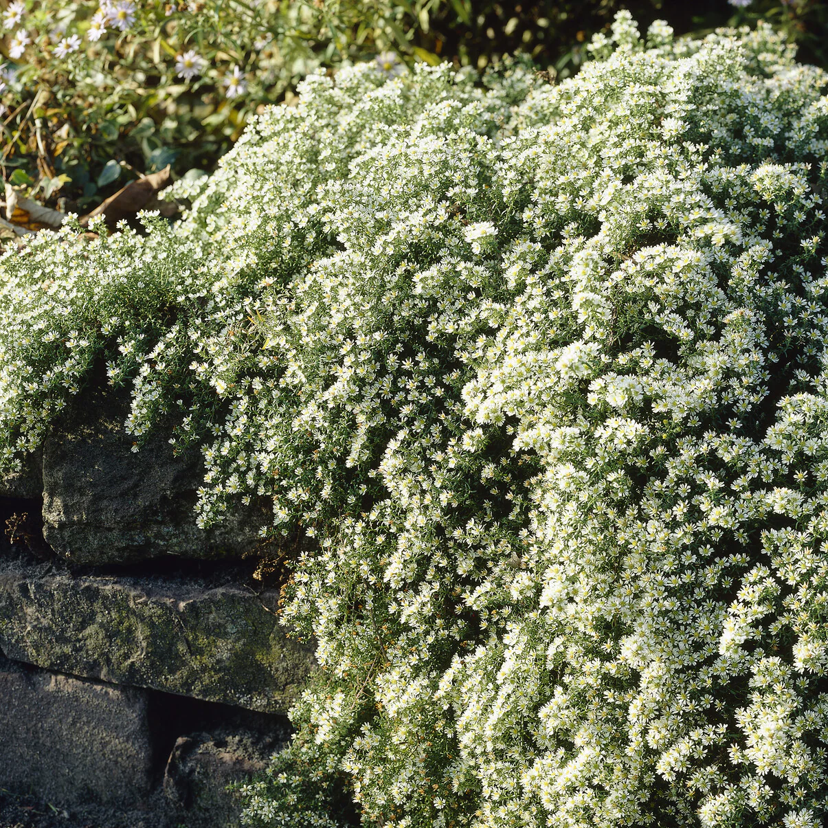 Aster  éricoïde Snowflurry - Image 4