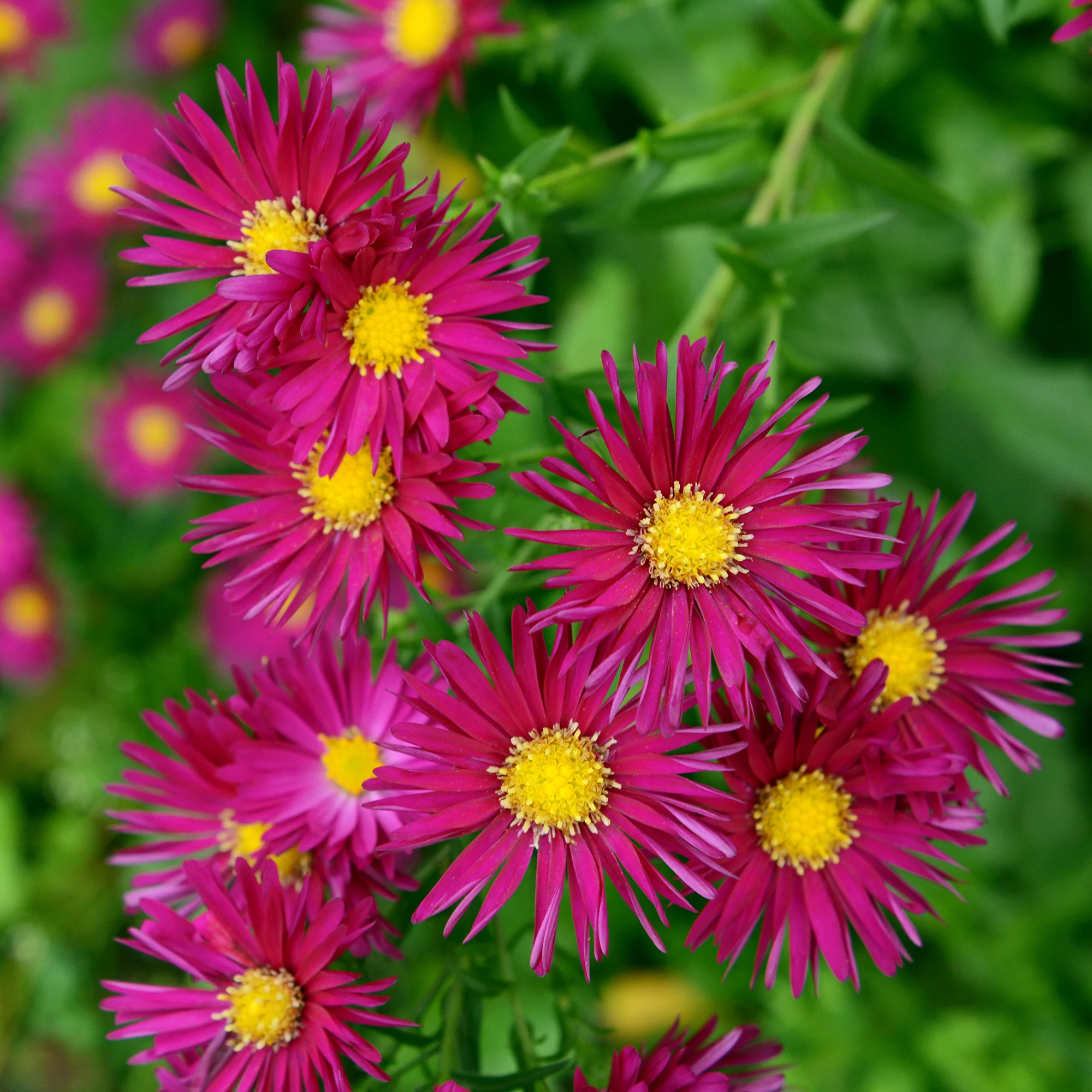 Aster  grands d'automne Crimson Brocade