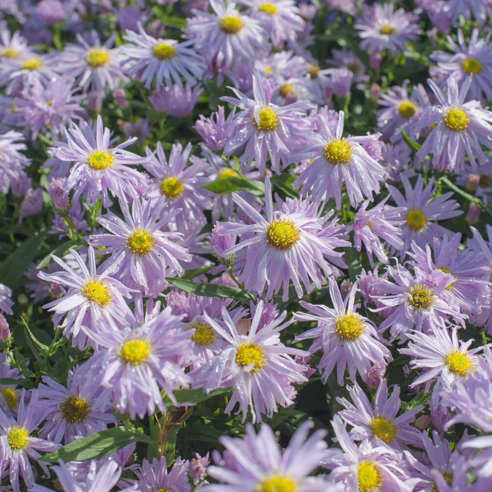Aster grand d'automne Fellowship - Image 2