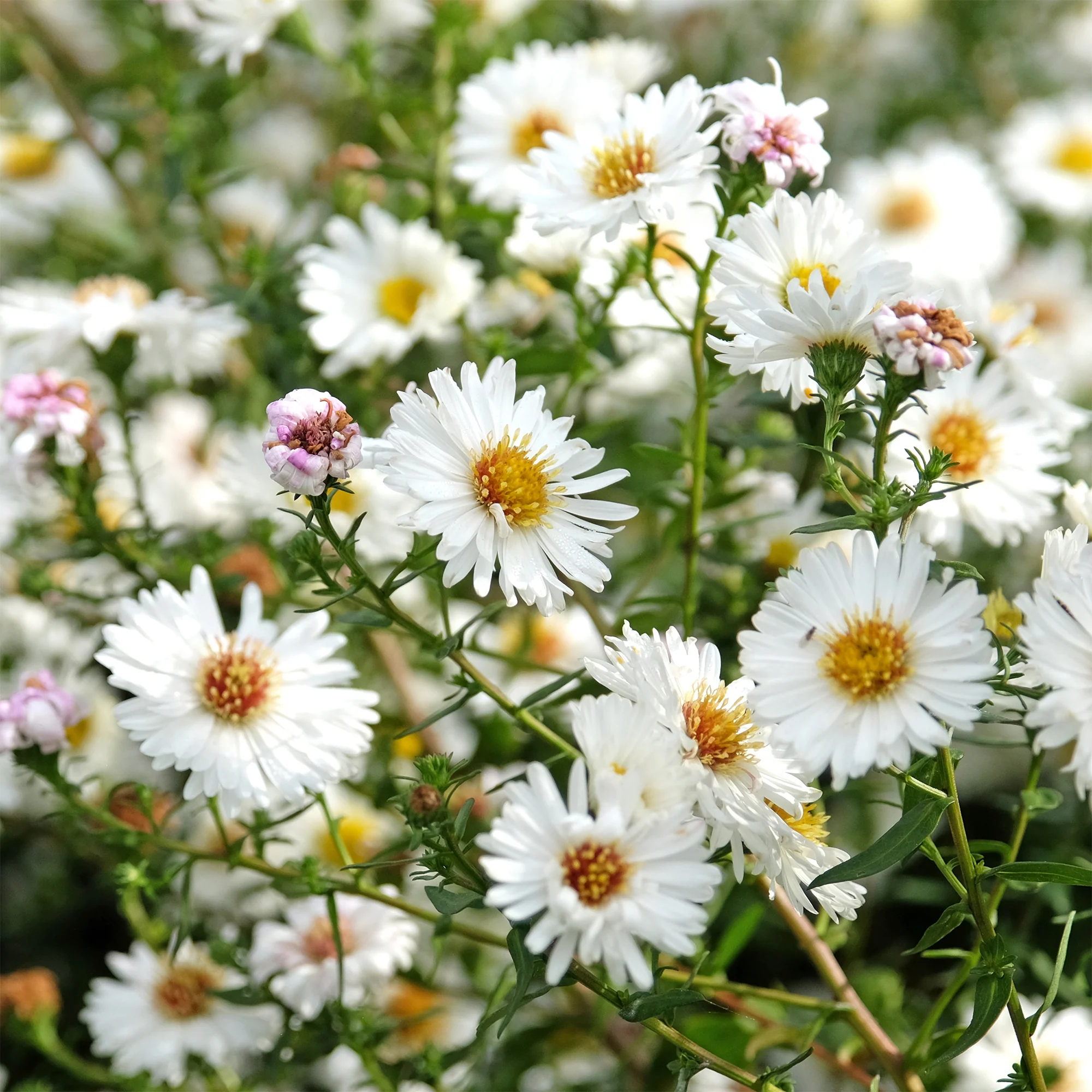 Aster grand d'automne White Lady