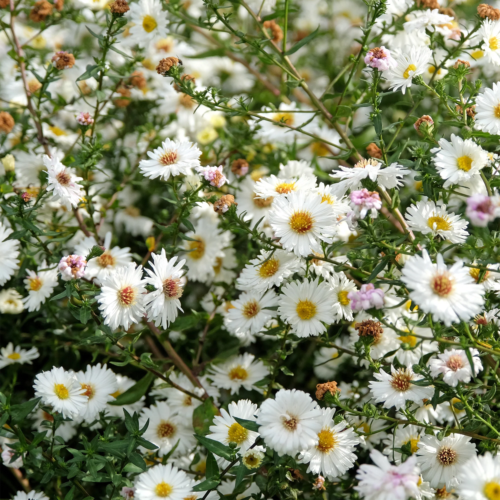 Aster grand d'automne White Lady - Image 2