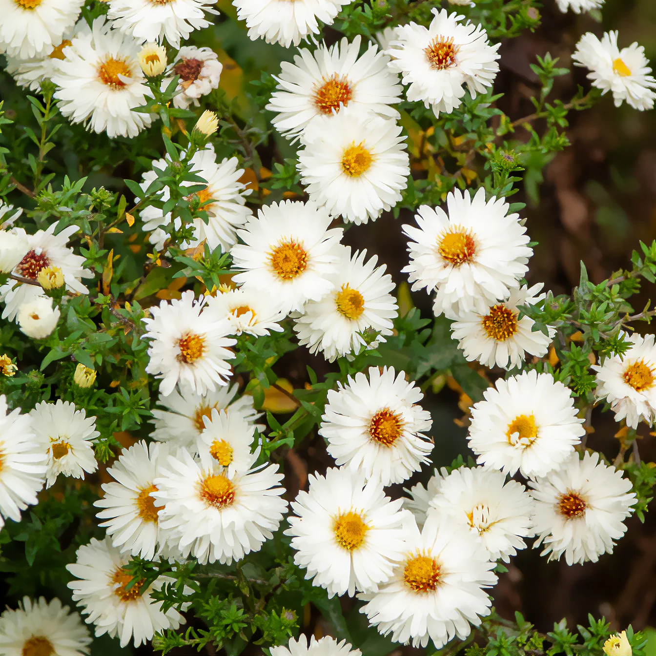 Aster grand d'automne White Lady - Image 3