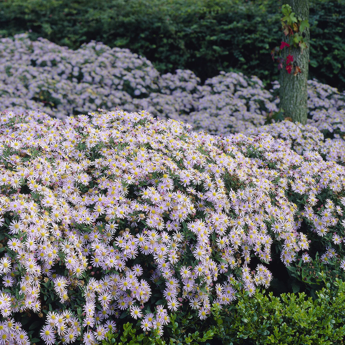 Astère nain d'Automne Asran - Image 5