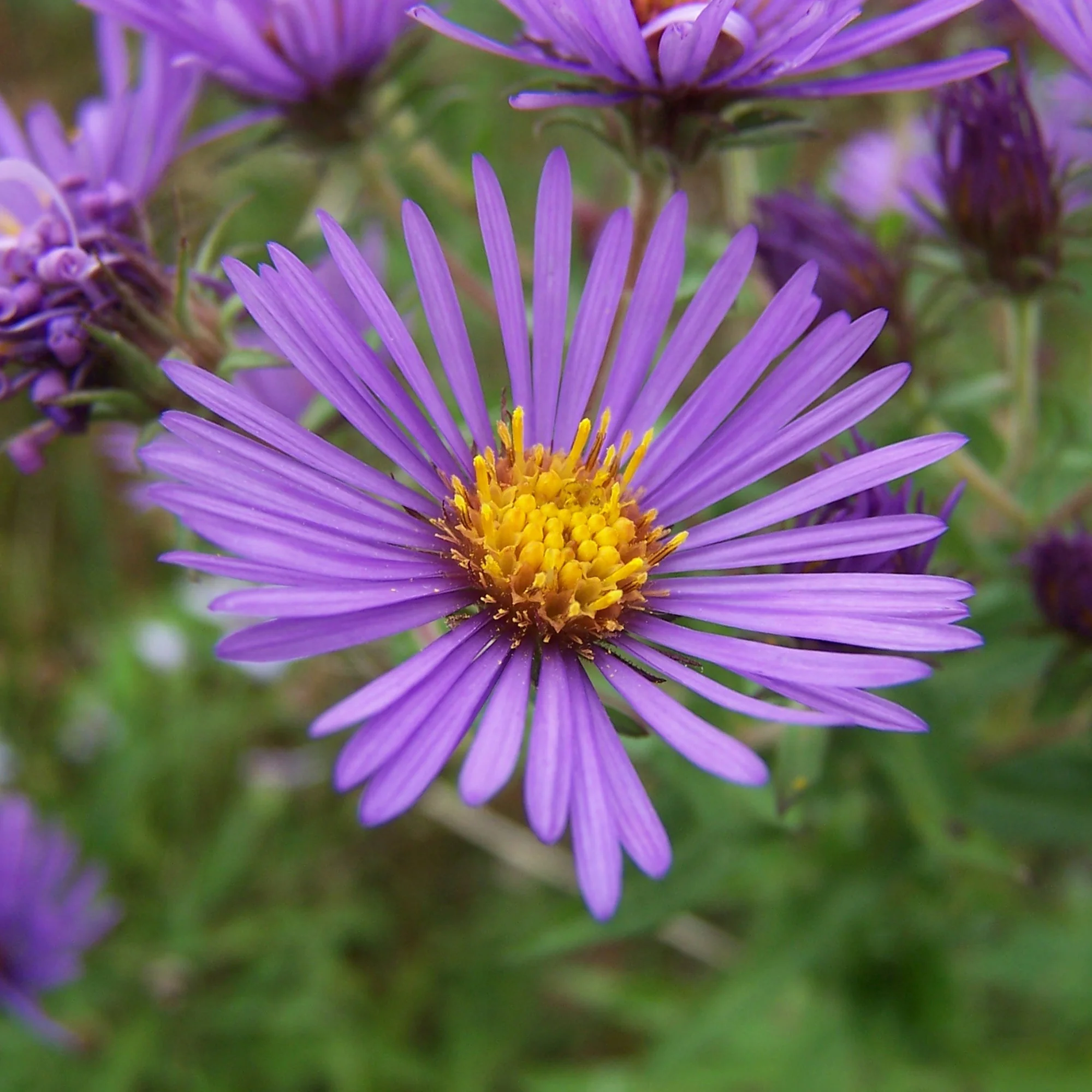 Aster nain d'automne Augenweide