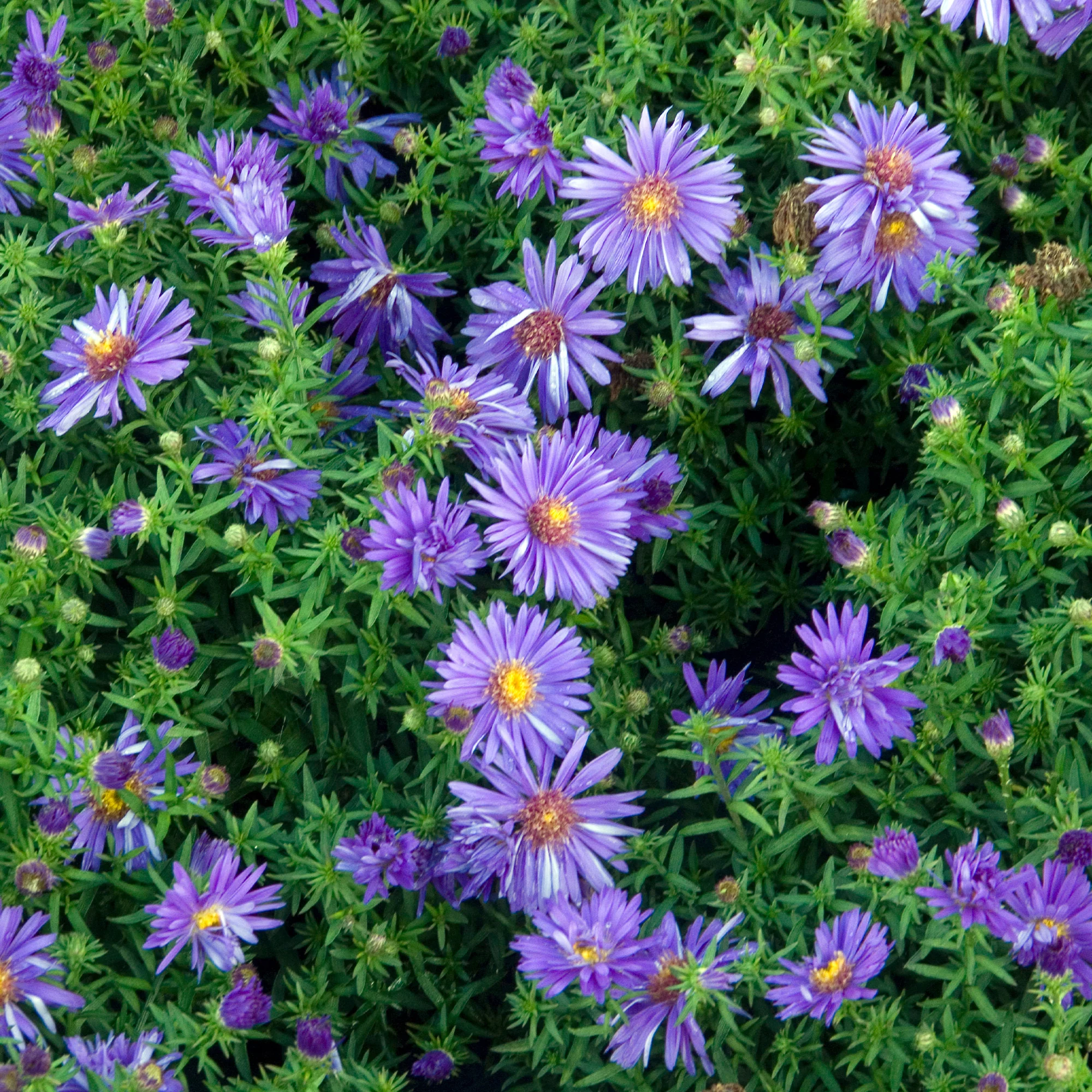 Aster nain d'automne Augenweide - Image 2