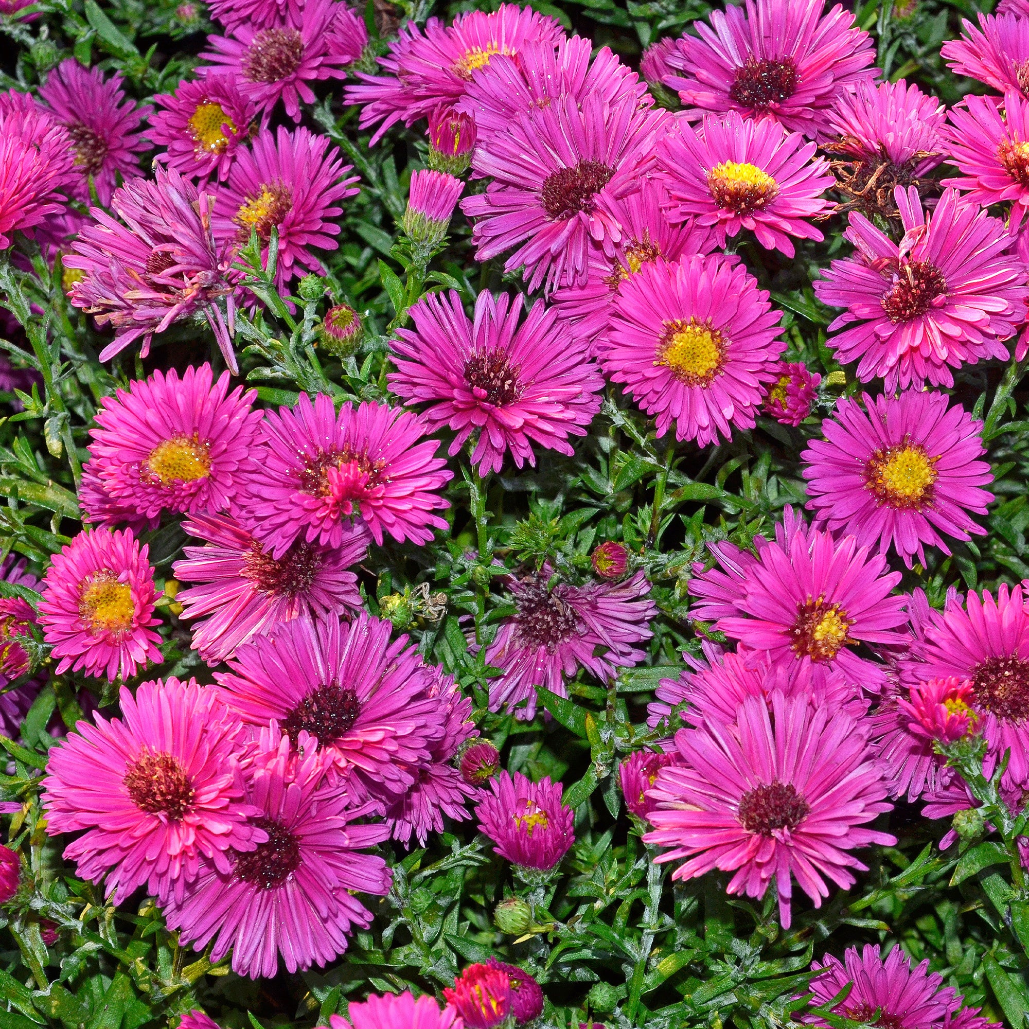 Aster nain d'automne Jenny