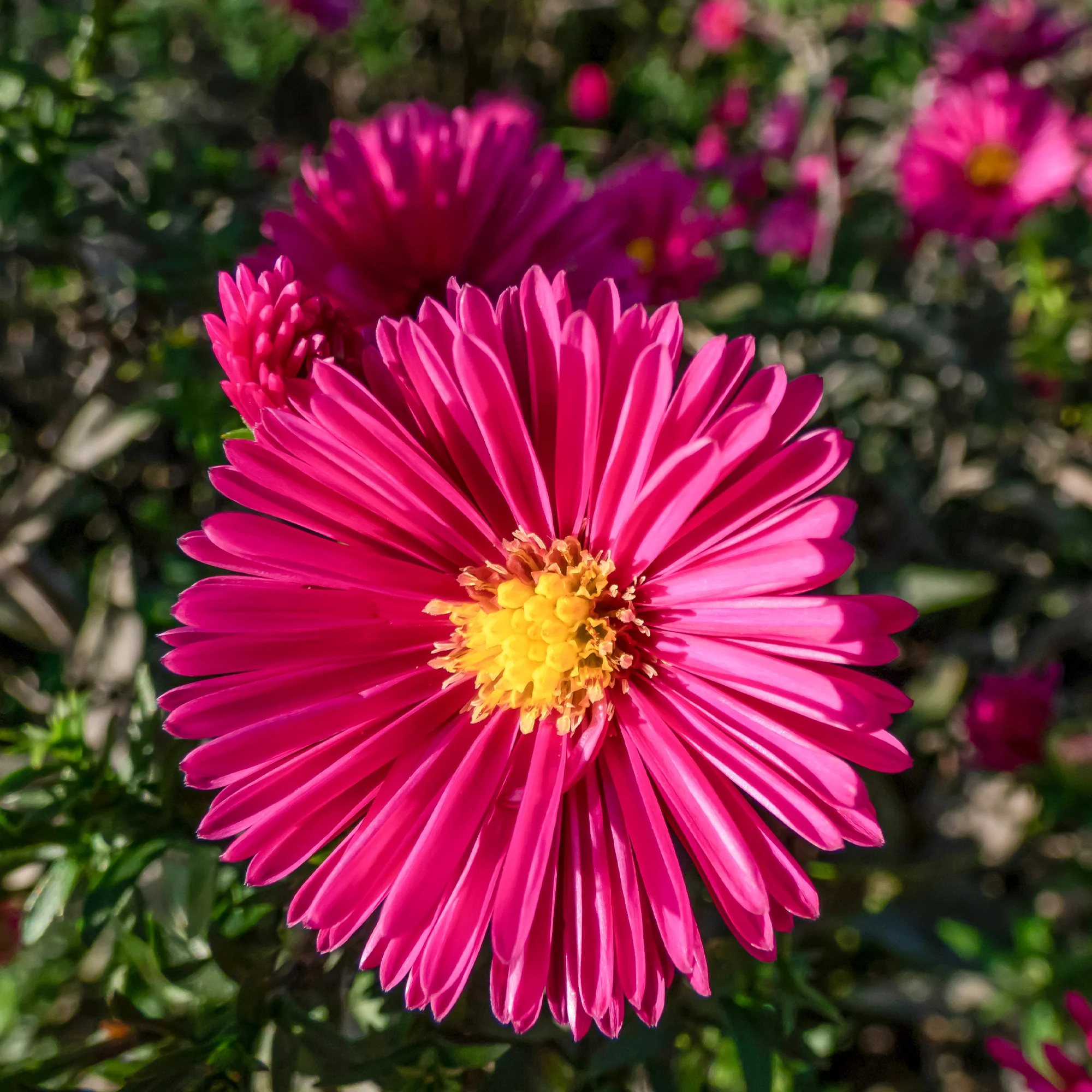 Aster nain d'automne Jenny - Image 2