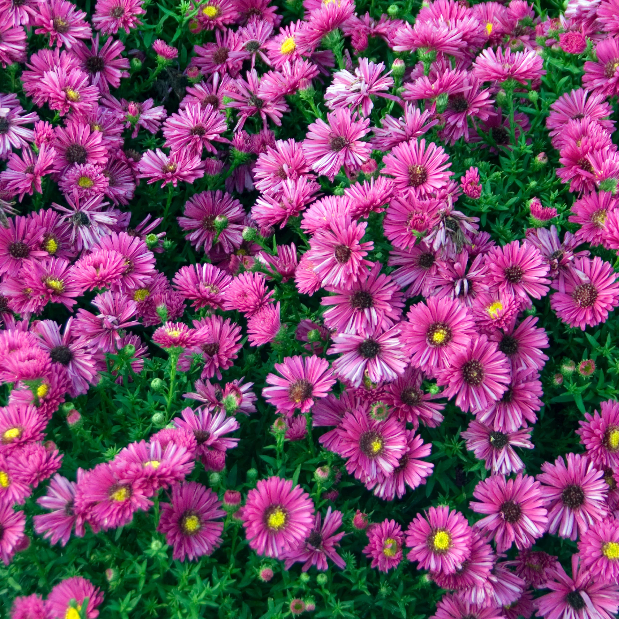 Aster nain d'automne Jenny - Image 3