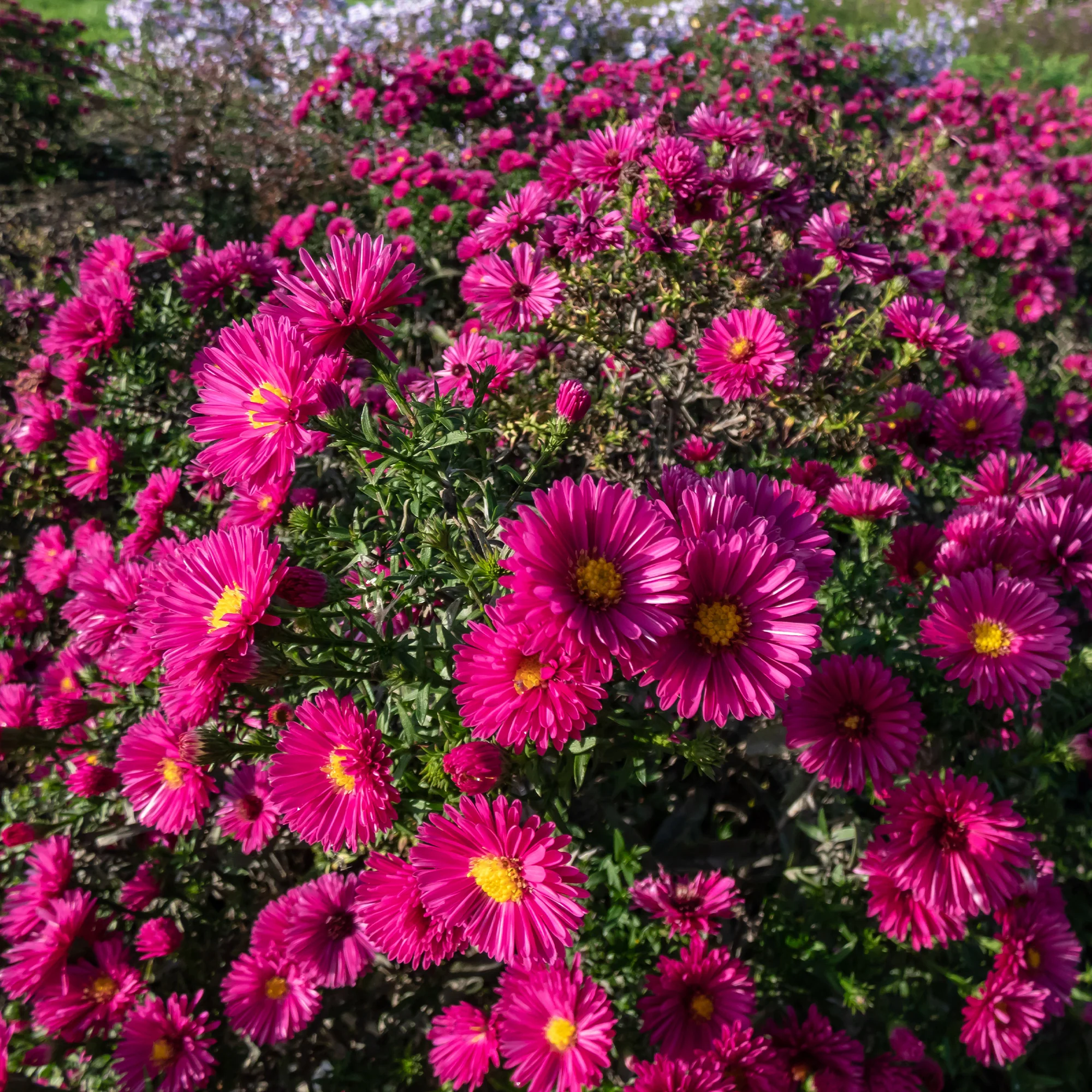 Aster nain d'automne Jenny - Image 4