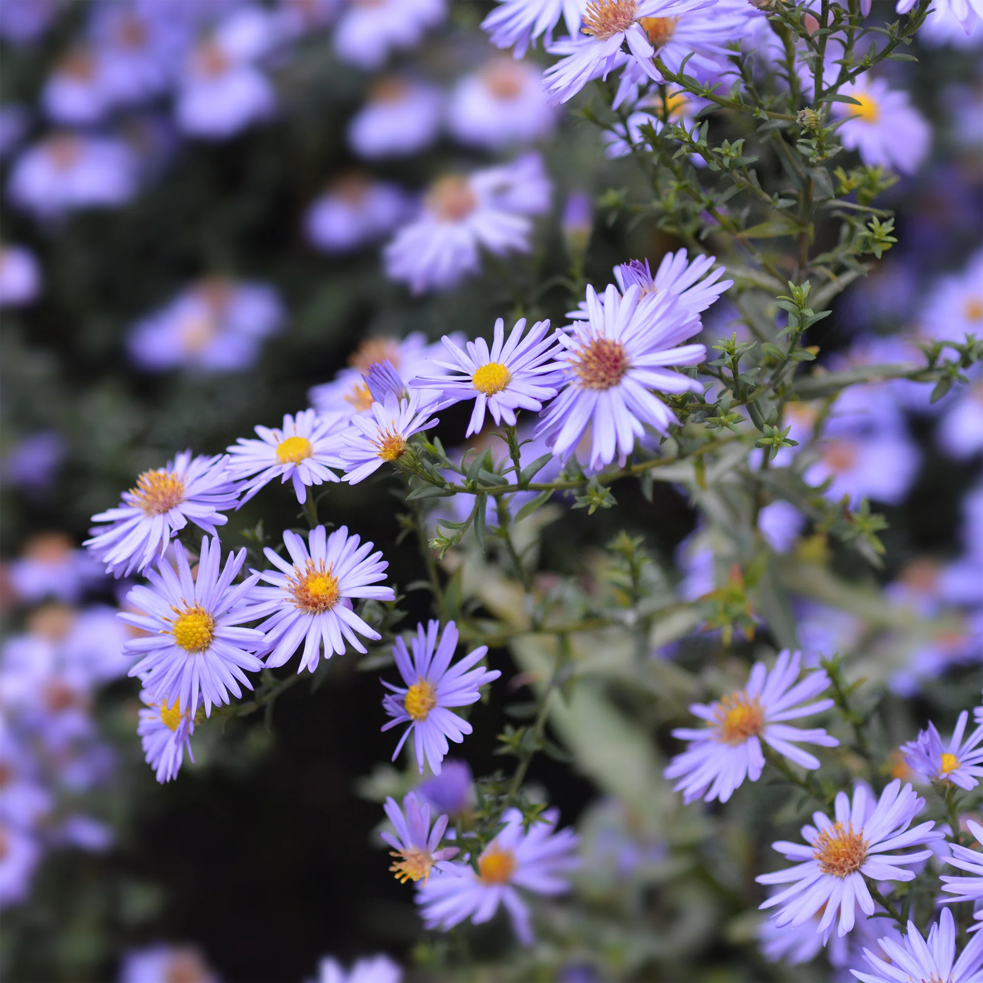 Aster nain d'automne Professor Anton Kippenberg