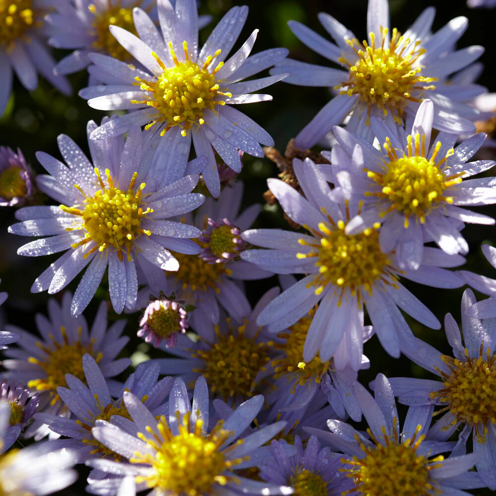 Astère nain d'automne Stardust - Image 4