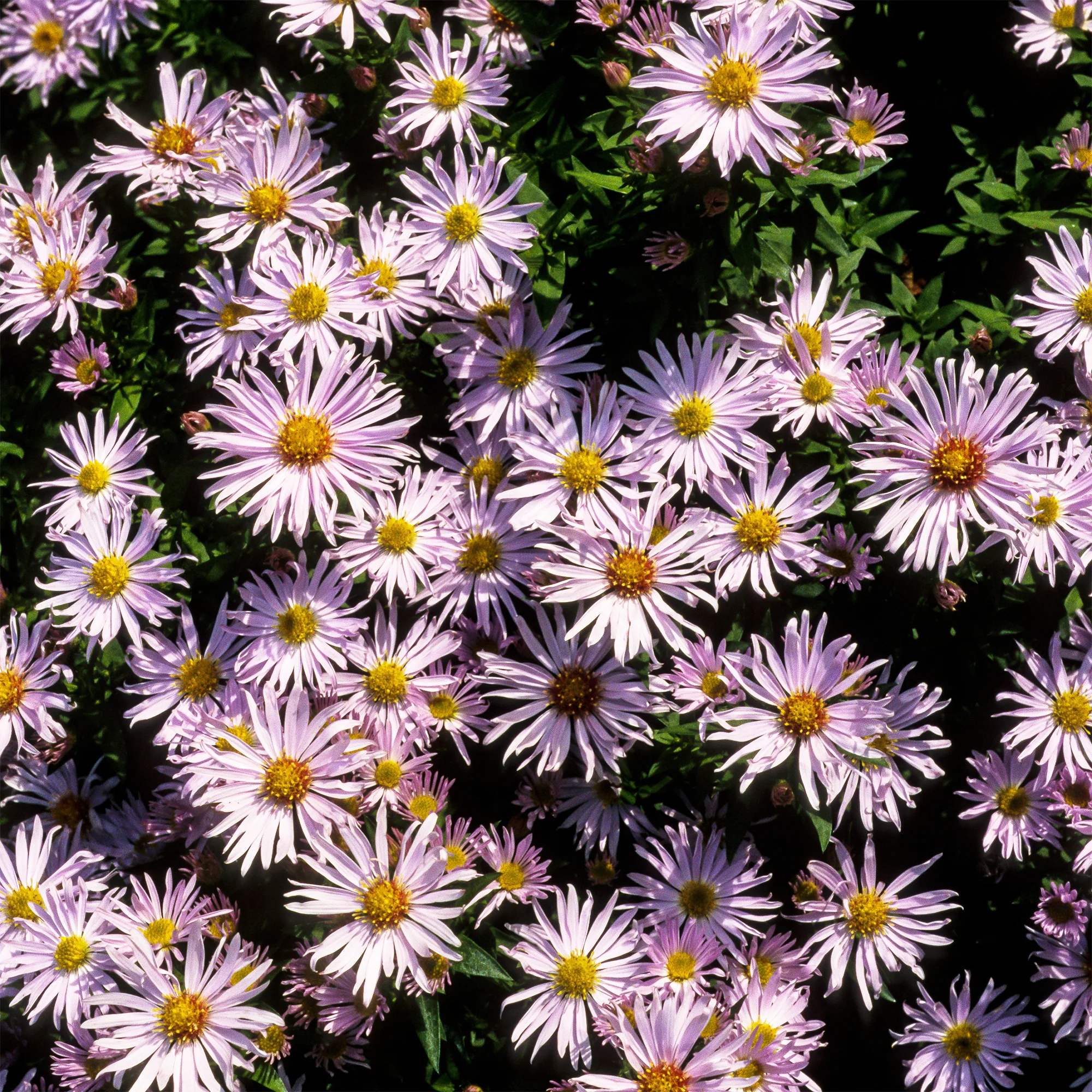 Aster nain Silberblaukissen