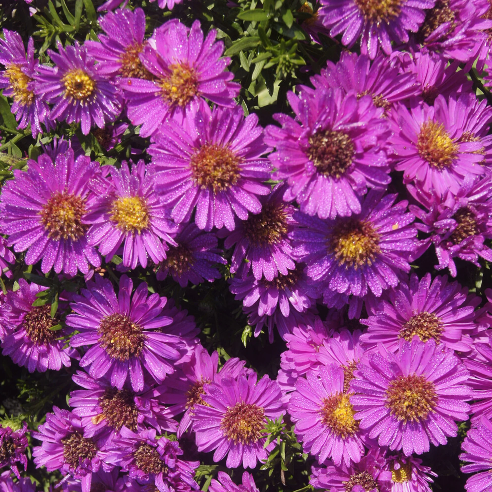 Aster nain d'automne Starlight - Image 2