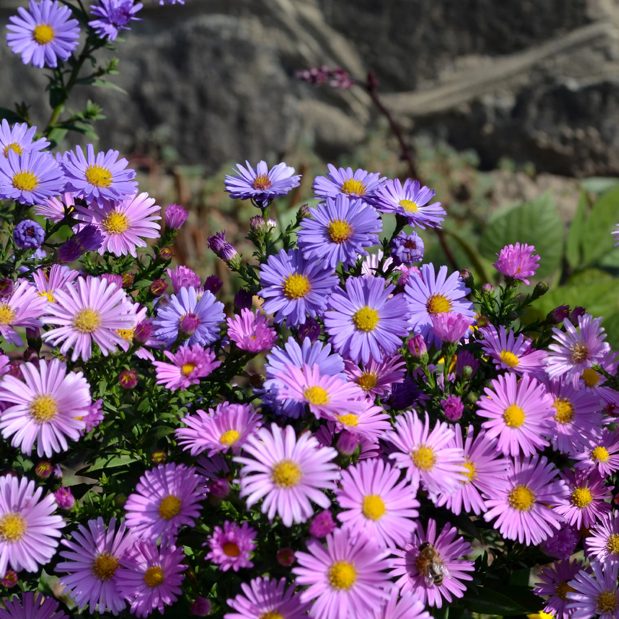 Aster vivace des Alpes en mélange - Image 2